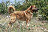KANGAL 065